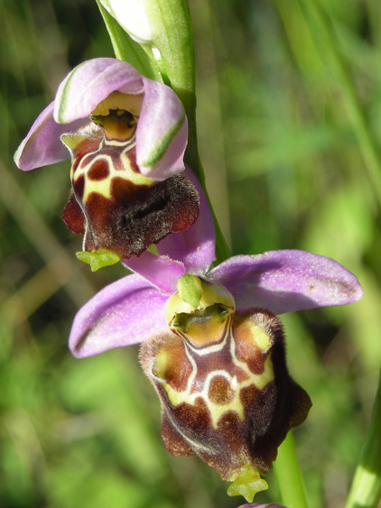 Ophrys apulica